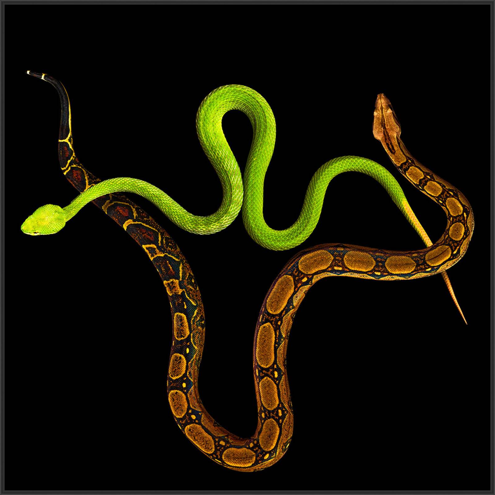 The Serpent III by Heiko Hellwig - Limited Edition. Edition of: 150. Signed.