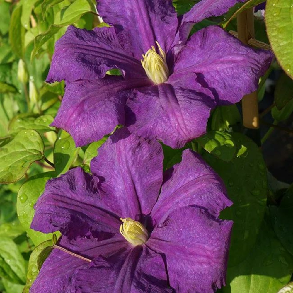 Clématite 'luther burbank' - clematis 3l