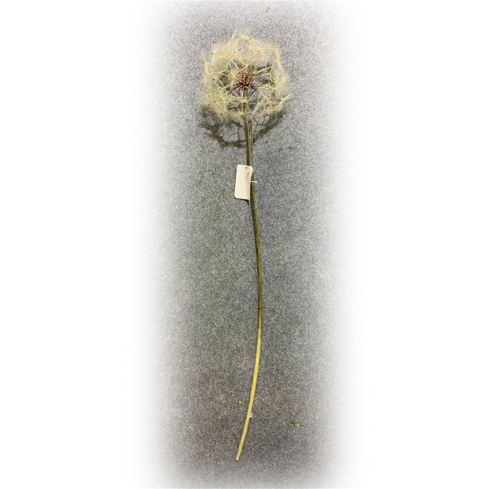 HTI-Living Kunstblume Pusteblume Flora