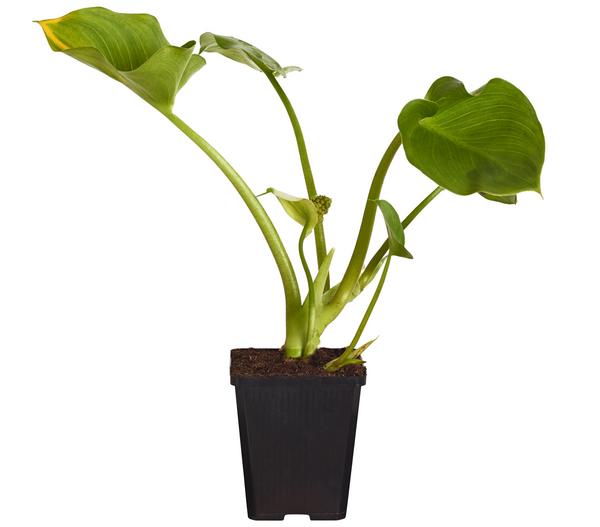 Sumpfcalla