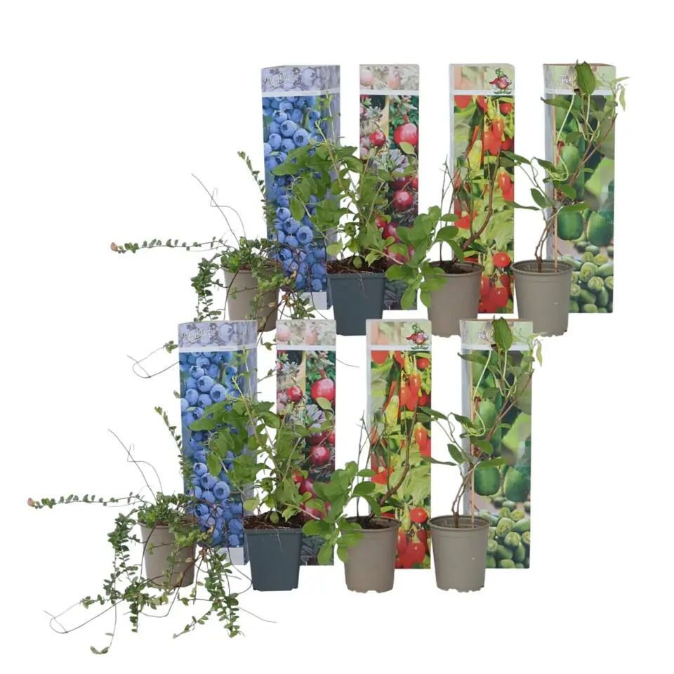 Fruitstruiken - Set van 8 - Actinidia, Vaccinium, Lycium - Hoogte 25-40cm - ⌀9cm