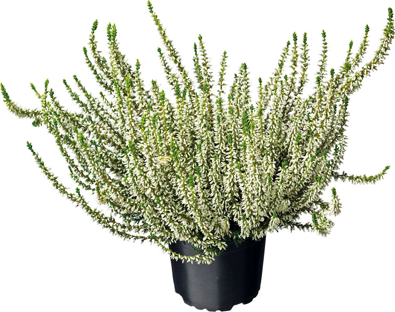 Struikheide (Calluna vulgaris 'Valentina') H 10-15 cm
