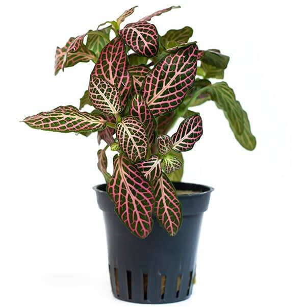 Planta Fittonia vermelha da Trópica Ibéria