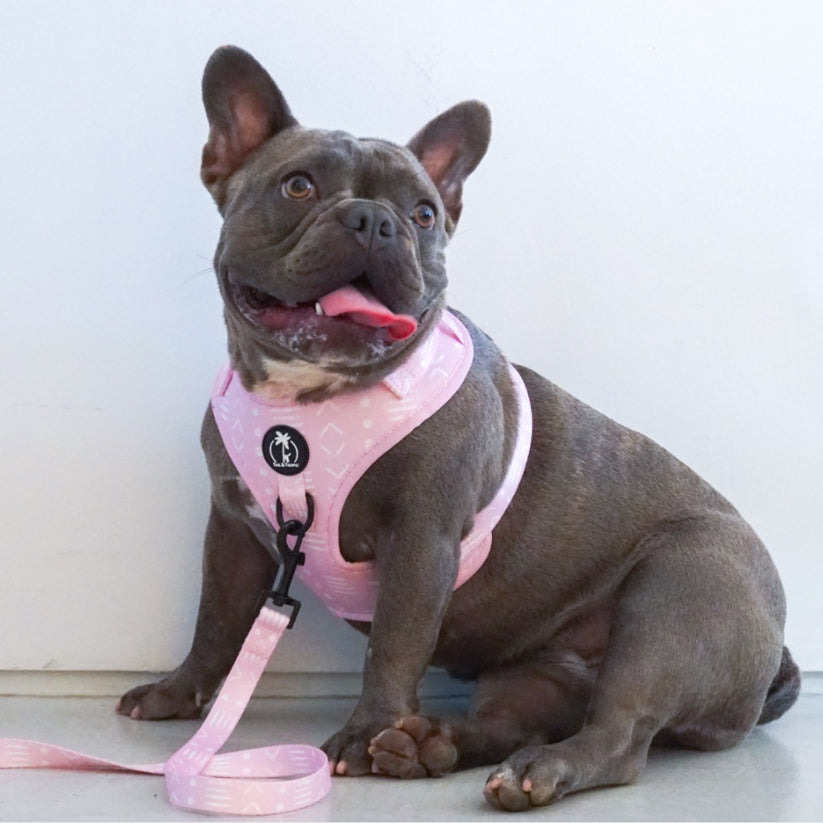 ONA - Coleira ajustável para cães Tail and Tropic