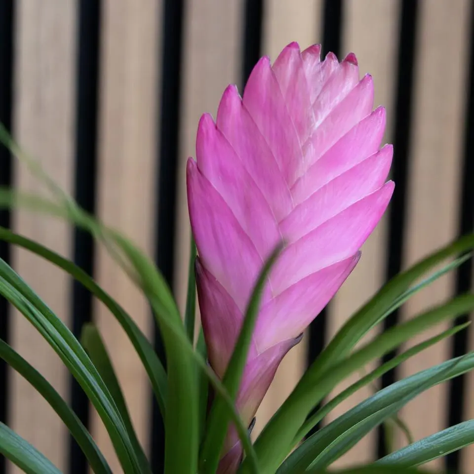 Tillandsia cyanea ‘Pastel’ – Set van 3 met pot – Hoogte 20–30cm – ø7cm