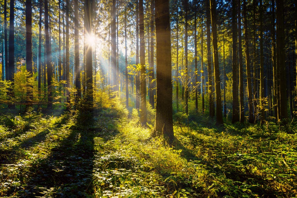 Wald Wanderung Straubenhardt