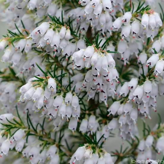 Erica arborea 'Pink Joy':pot 4L