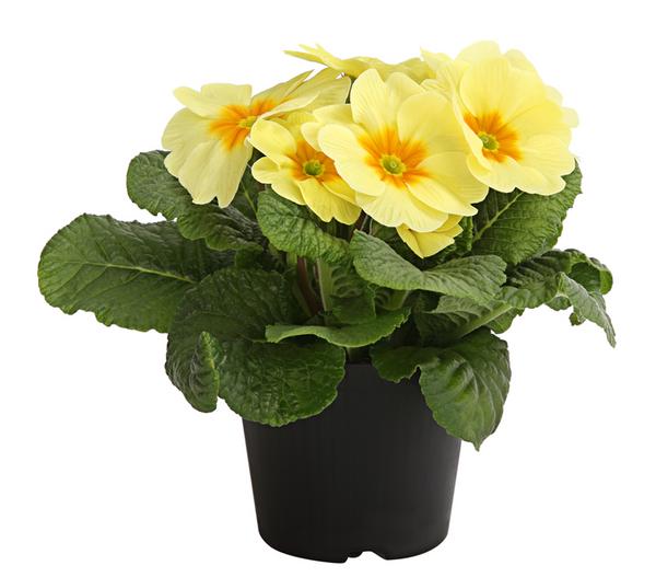 Primel, verschiedene Farben