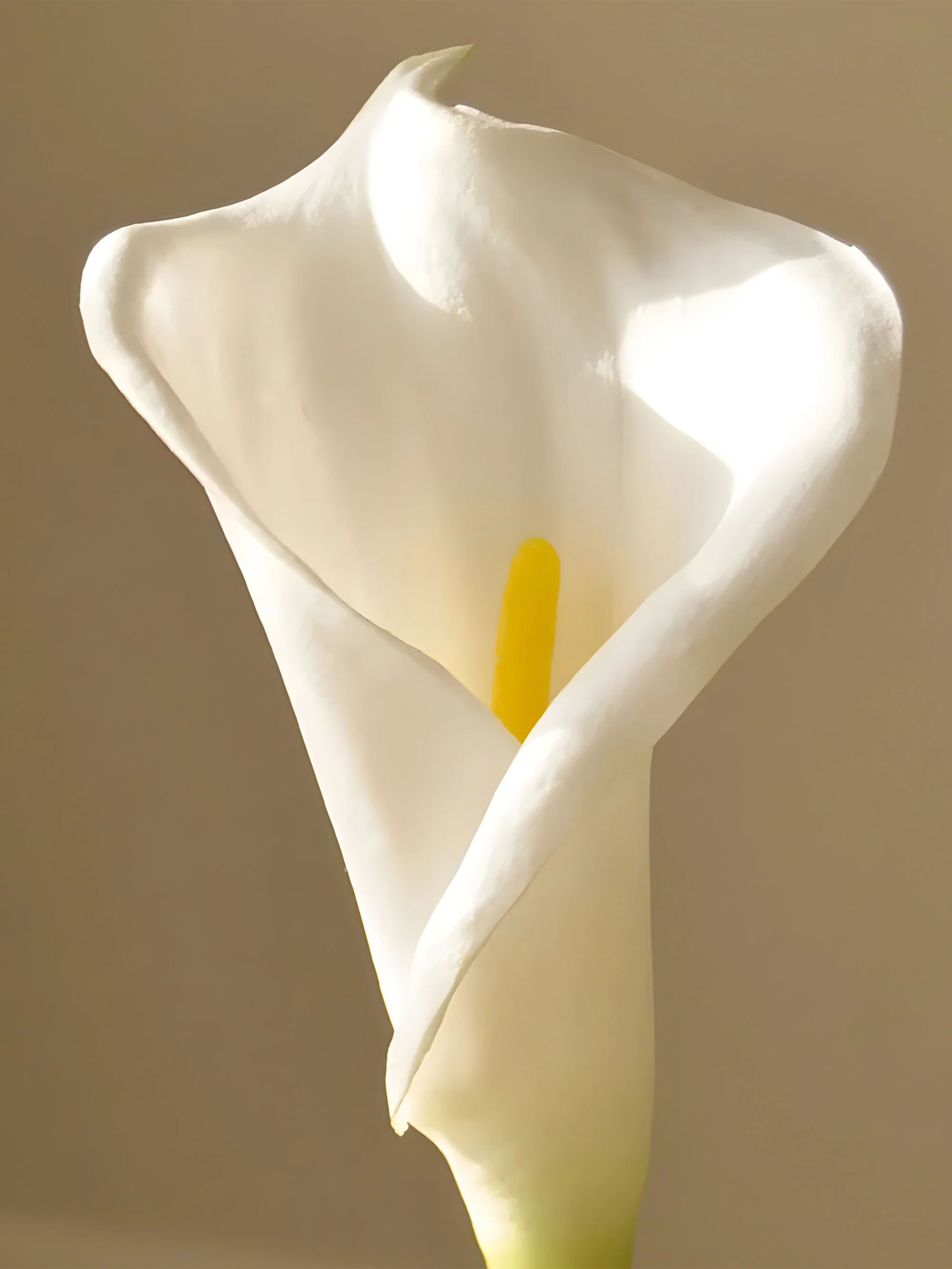 Kunstbloem Calla Lily