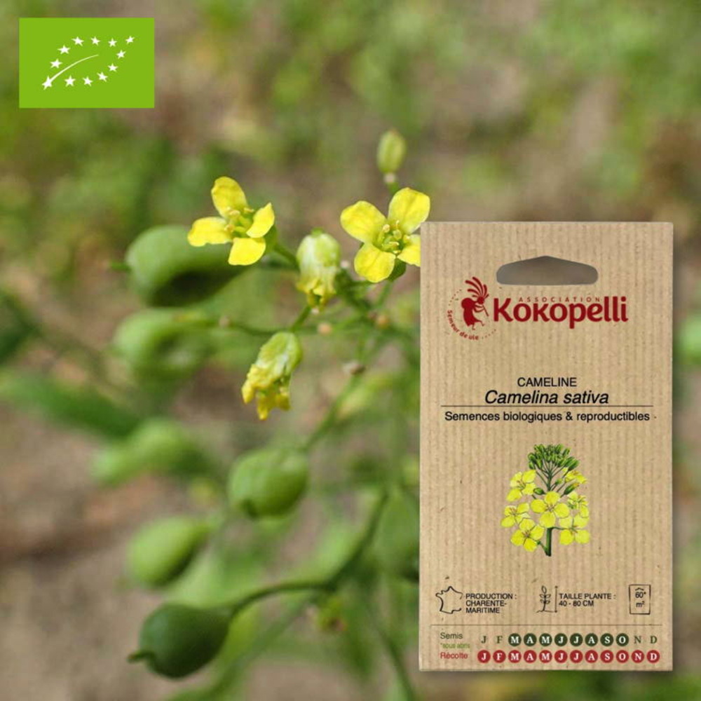 Sachet de graines bio à semercameline caméline cultivée
