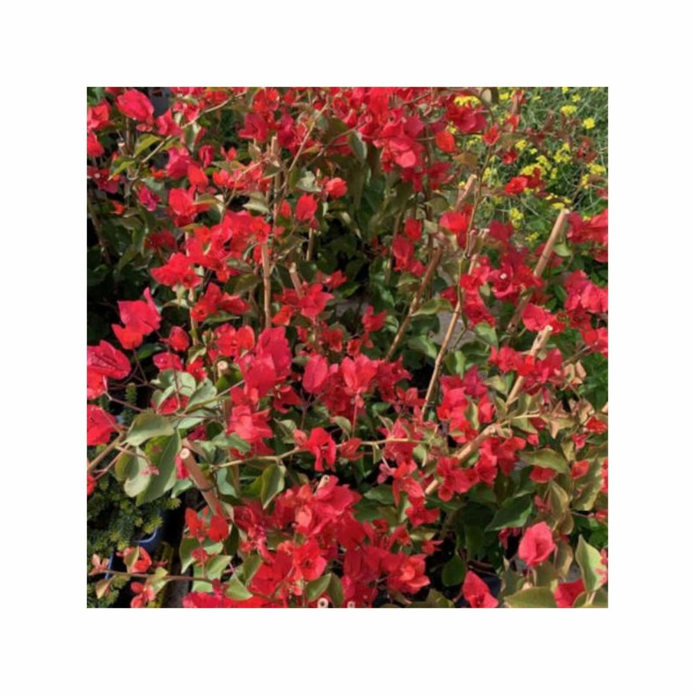 Bougainvillea vera rouge rouge - taille pot de 5 litres - 160/180 cm