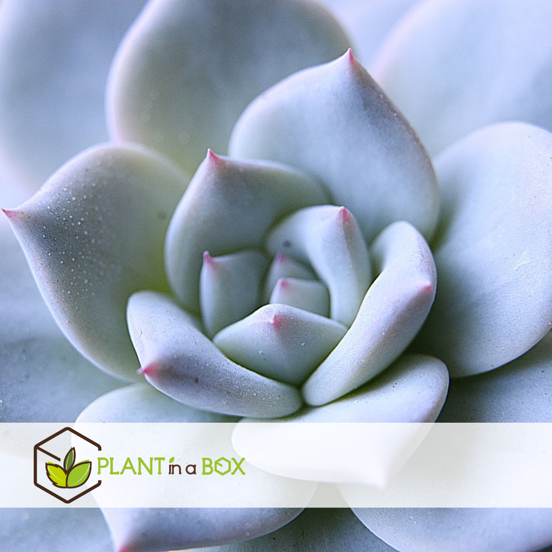 Echeveria garden mix white - succulentes à échelle décorative - blanc - 20 cm