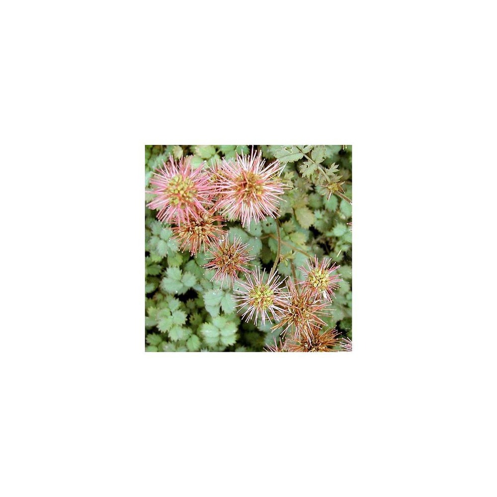 Lampourde de magellan, acaena kupferteppich/acaena microphylla kupferteppich[-]godet