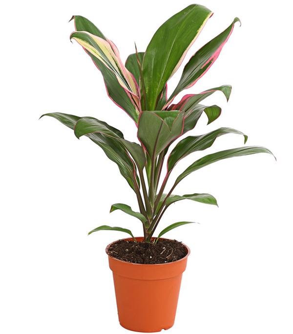 Keulenlilie - Cordyline cultivars,