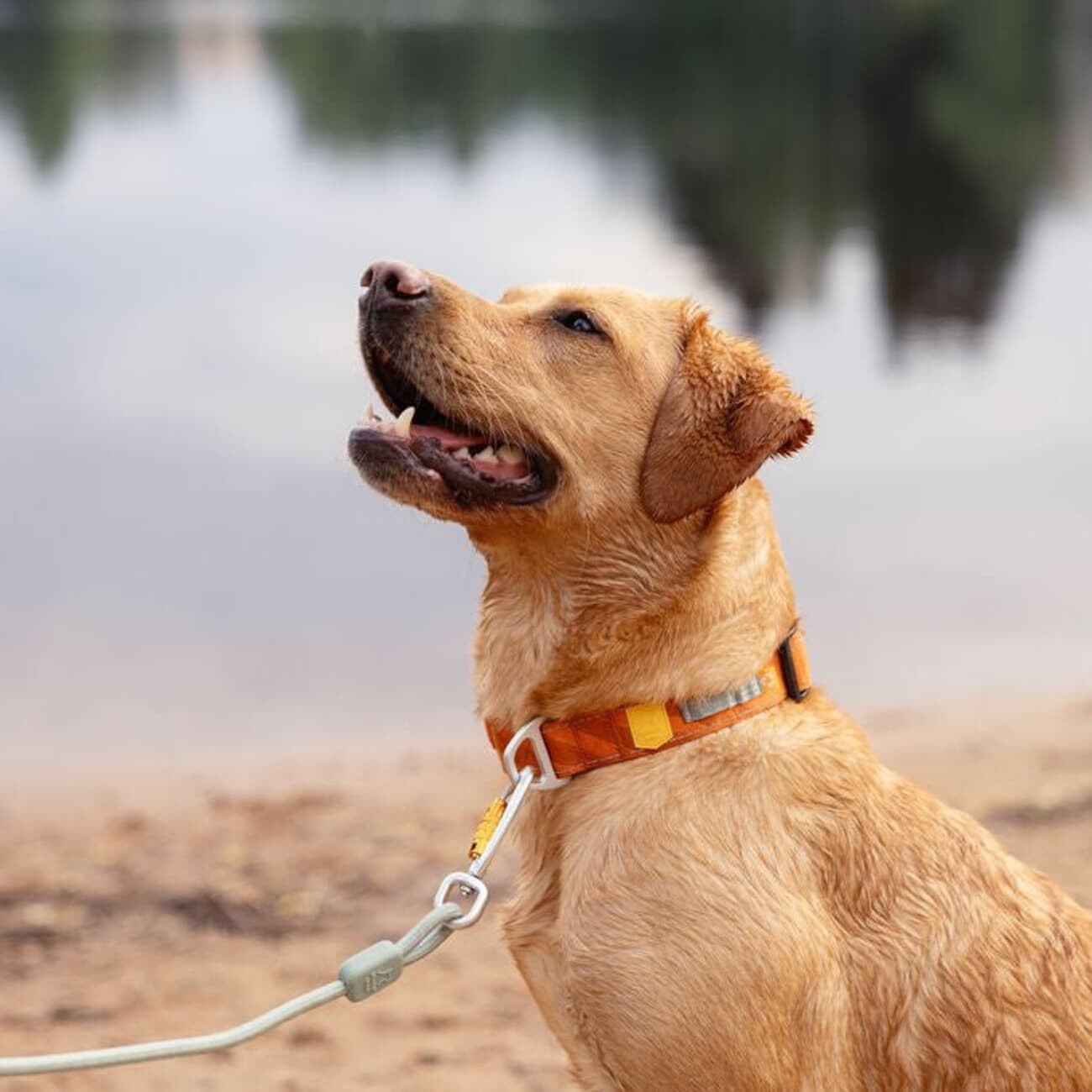 Woolly Wolf Halsband Roam Terracotta XS