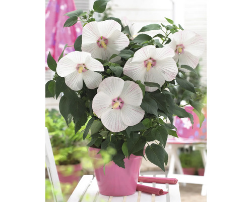 Reuzenwitte hibiscus FloraSelf Hibiscus moscheutos 'Extreme' H 50-60 cm Co 5 L