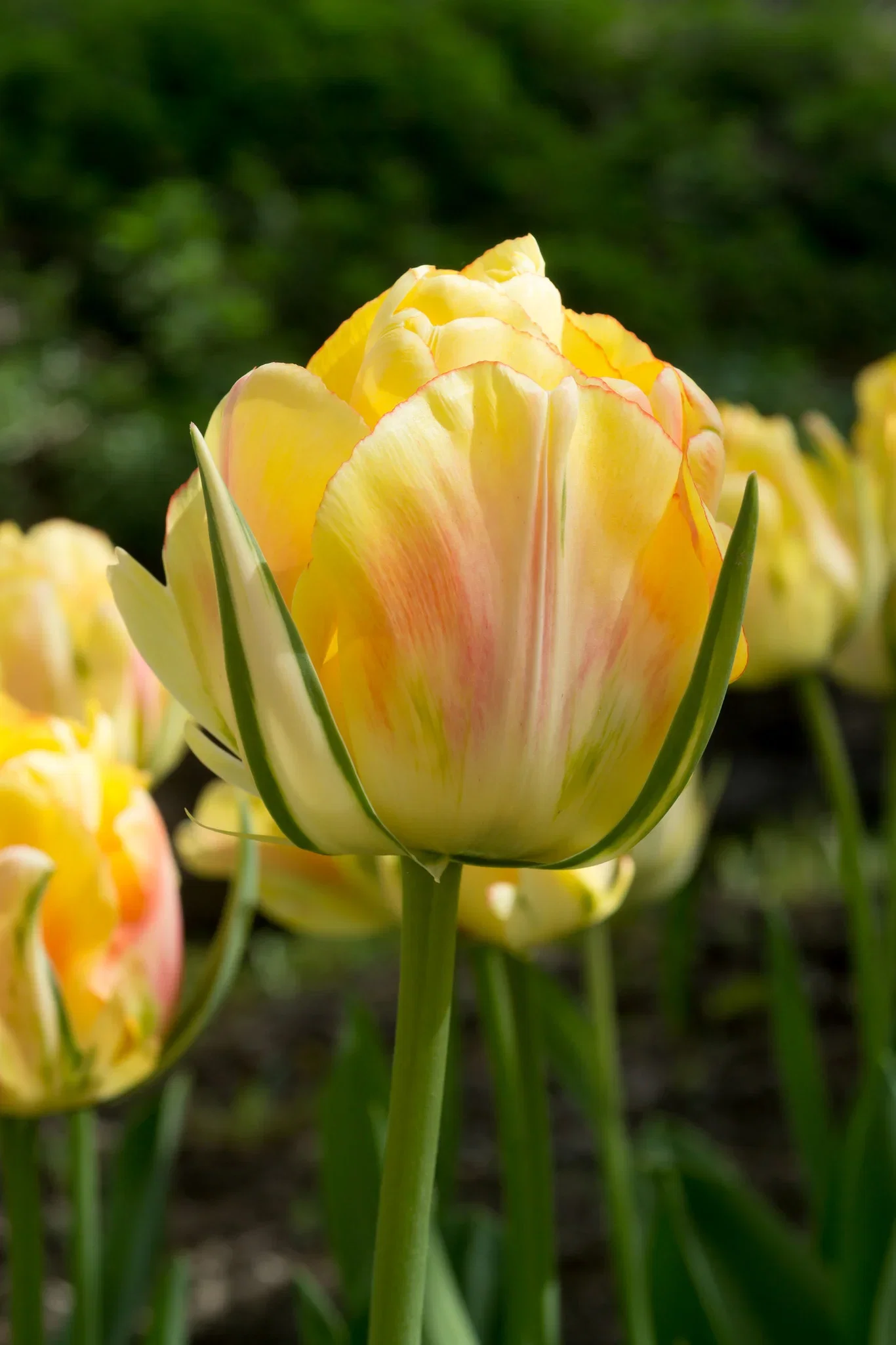 Tulipa gesneriana (Late double flowering Group) 'Akebono' Tulipan 'Akebono'