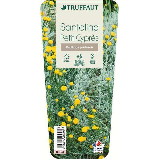 Santoline Petit Cyprès : godet vert