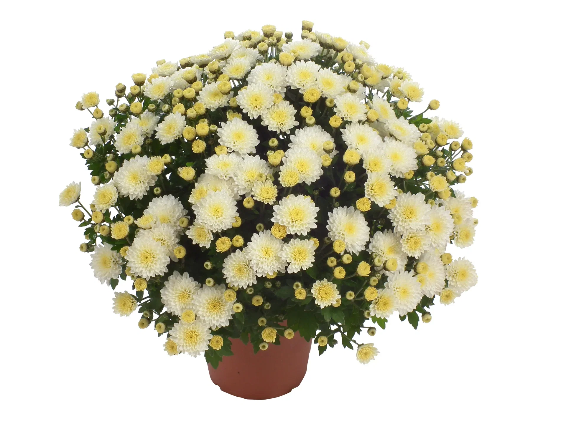 Chrysanthemum x morifolium Frilandskrysantemum Ø12 cm