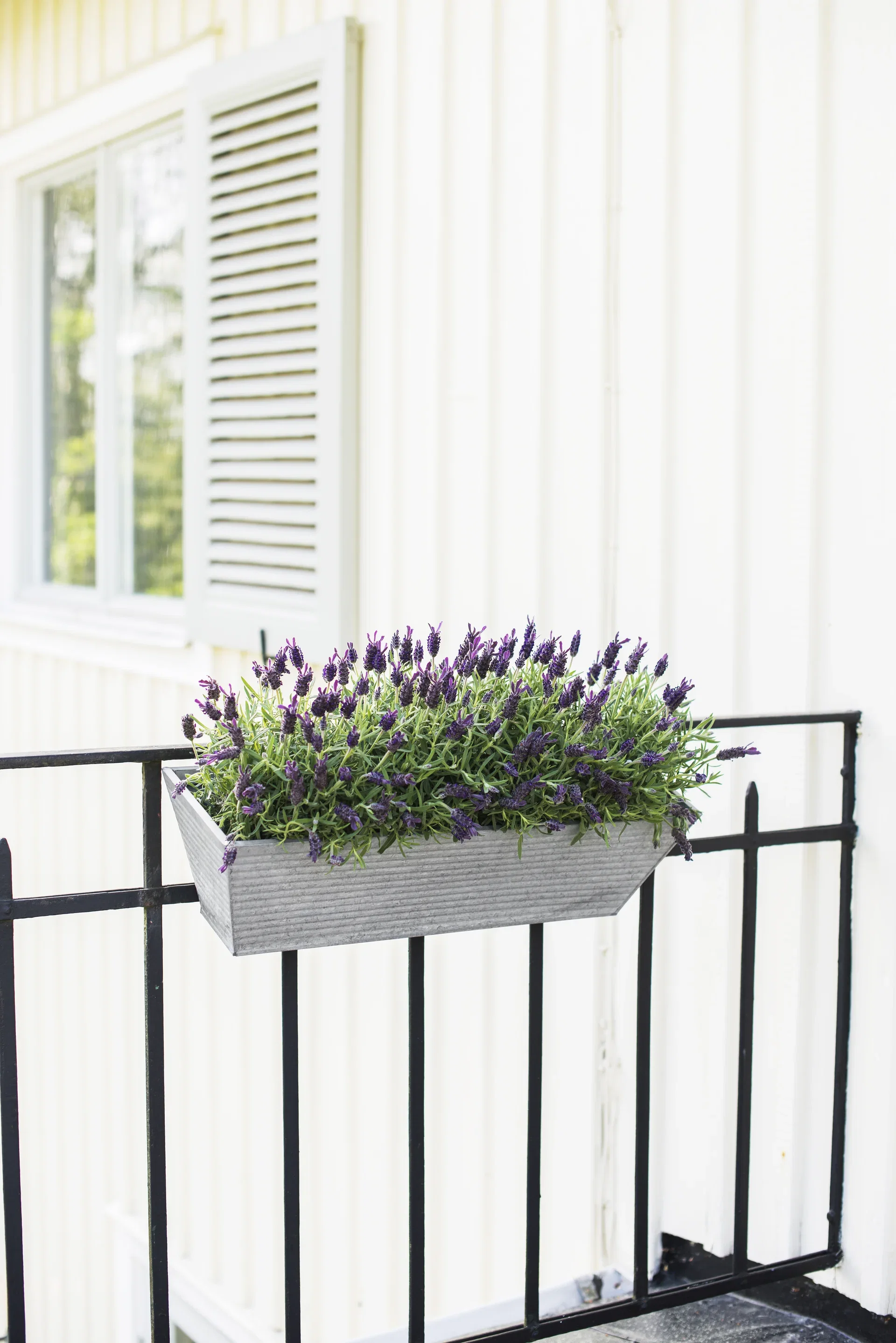 Lavandula stoechas Sommerfugllavendel Ø15 cm