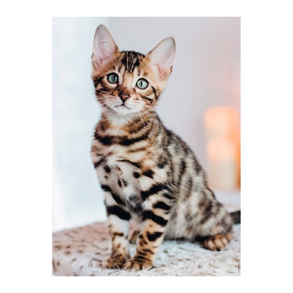 Puzzle Nathan 500 Pièces - Chaton Bengal