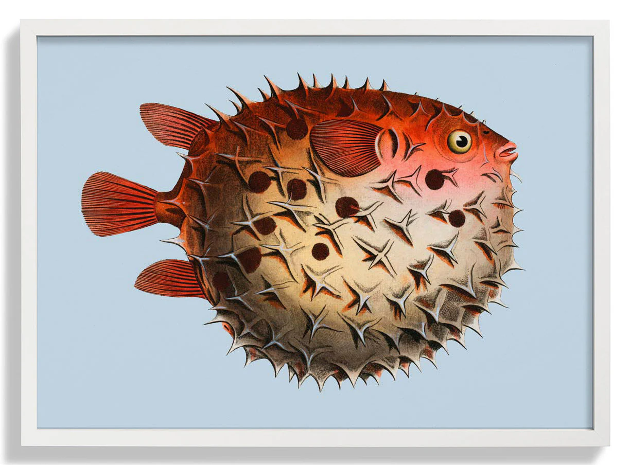 Kugelfisch