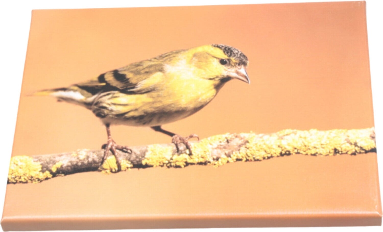 Farmwood Animals tuinschilderij distelvink multi 70 x 0,5 x 50 cm