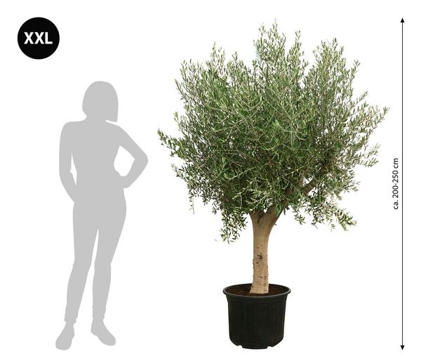 XXL Olivenbaum, ca. 200-250 cm