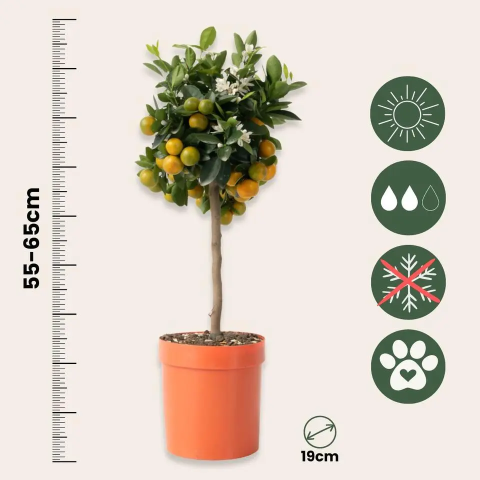 Sinaasappelboom - Citrus mitis 'Calamondin' - Hoogte 55-65cm - ⌀19cm