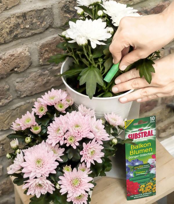 Substral® Dünger-Stäbchen für