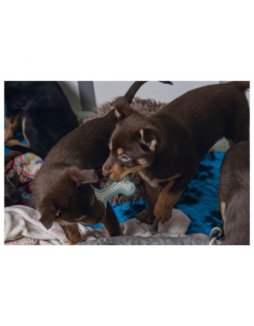 Beeztees Dental Bot Puppy 10x5.5 cm - Hondenspeelgoed