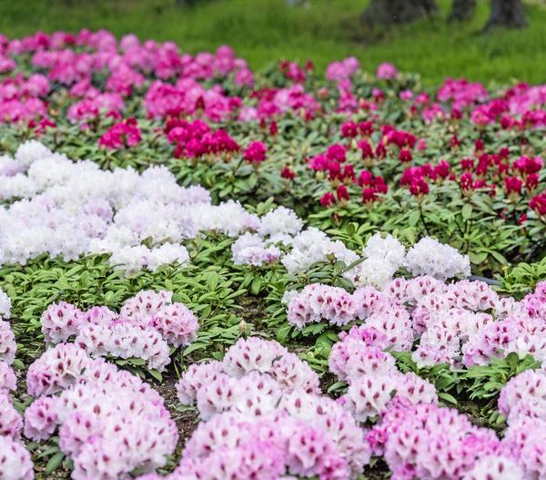 Rhododendron