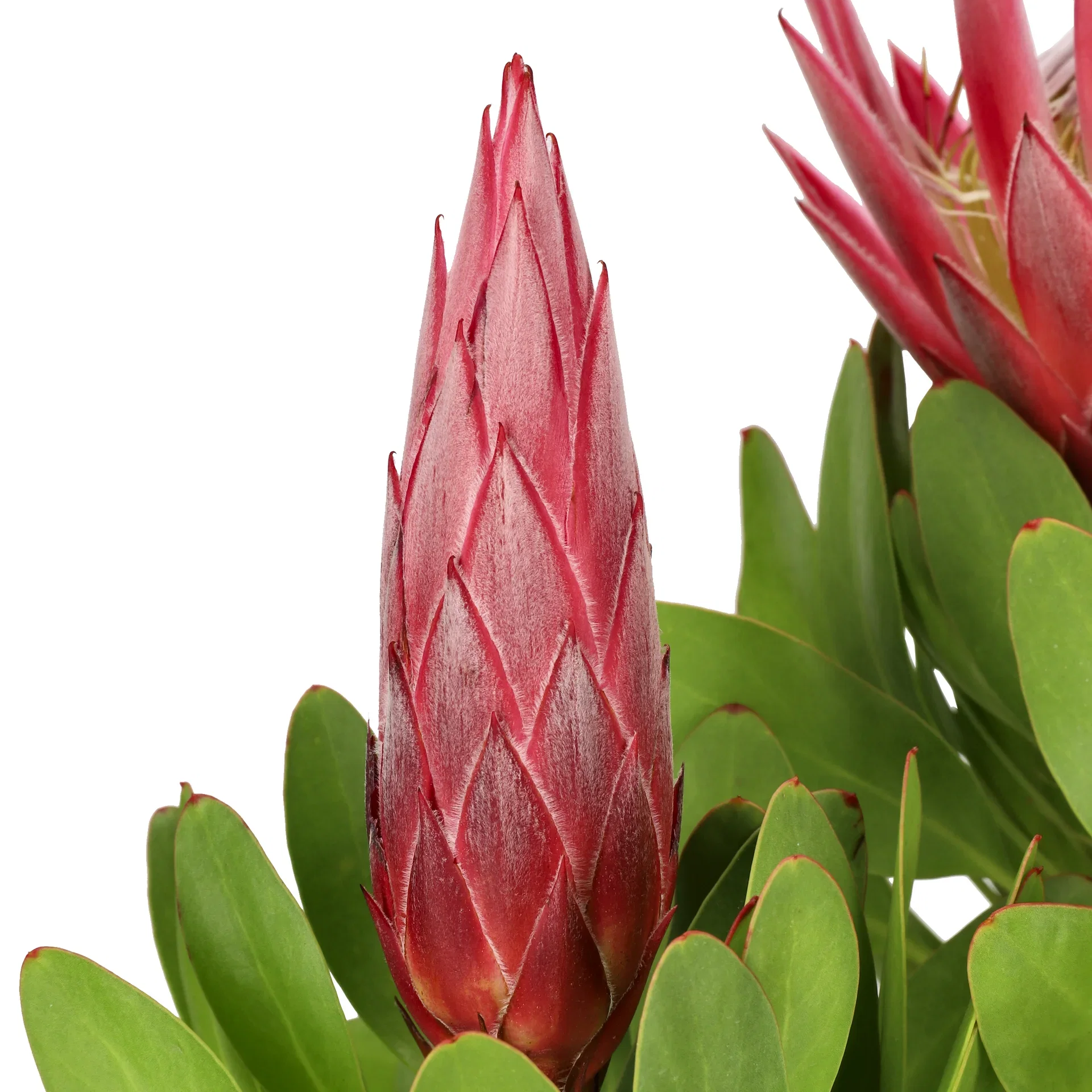 Protea cynaroides  'Little Prince' Protea  'Little Prince' Ø17 cm