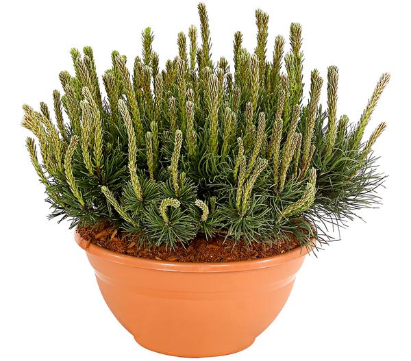 Kriech-Kiefer 'Pumilio', Schale