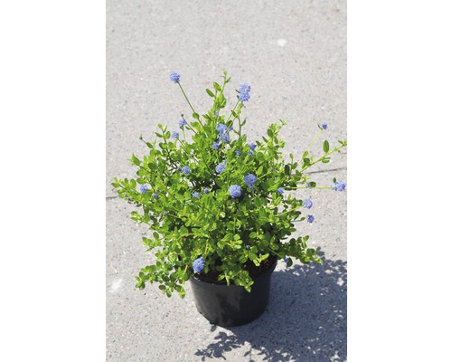 Zakbloem FloraSelf Ceanothus impressus 'Victoria' H 40-50 cm Co 4 L