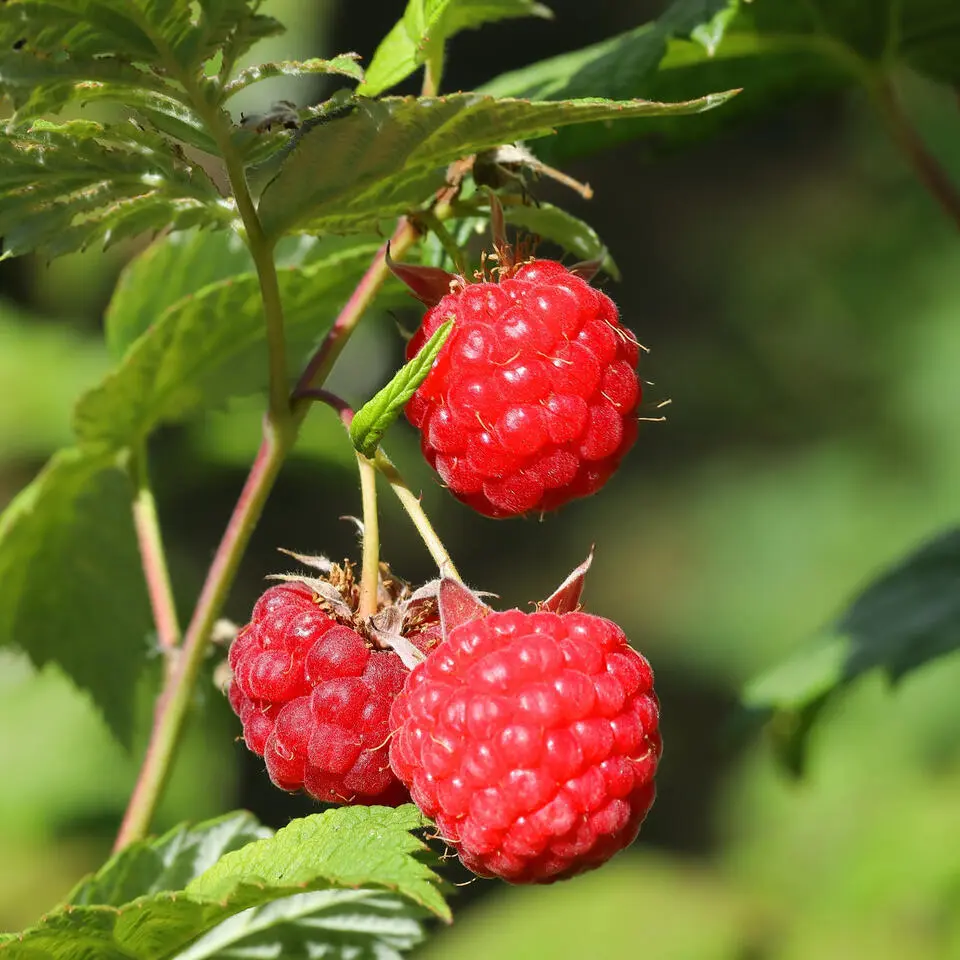 Frambozenplant - Set van 3 - Rubus ideaus 'Autumn Bliss' - Hoogte 25-40cm - ⌀9cm