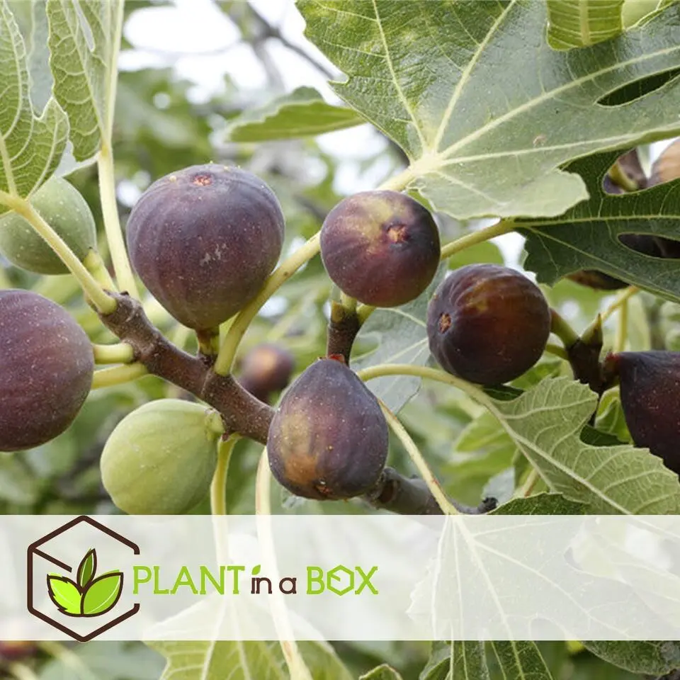 Vijgenboom - Set van 2 - Ficus carica 'Brown Turkey' - Hoogte 25-40cm - ⌀9cm