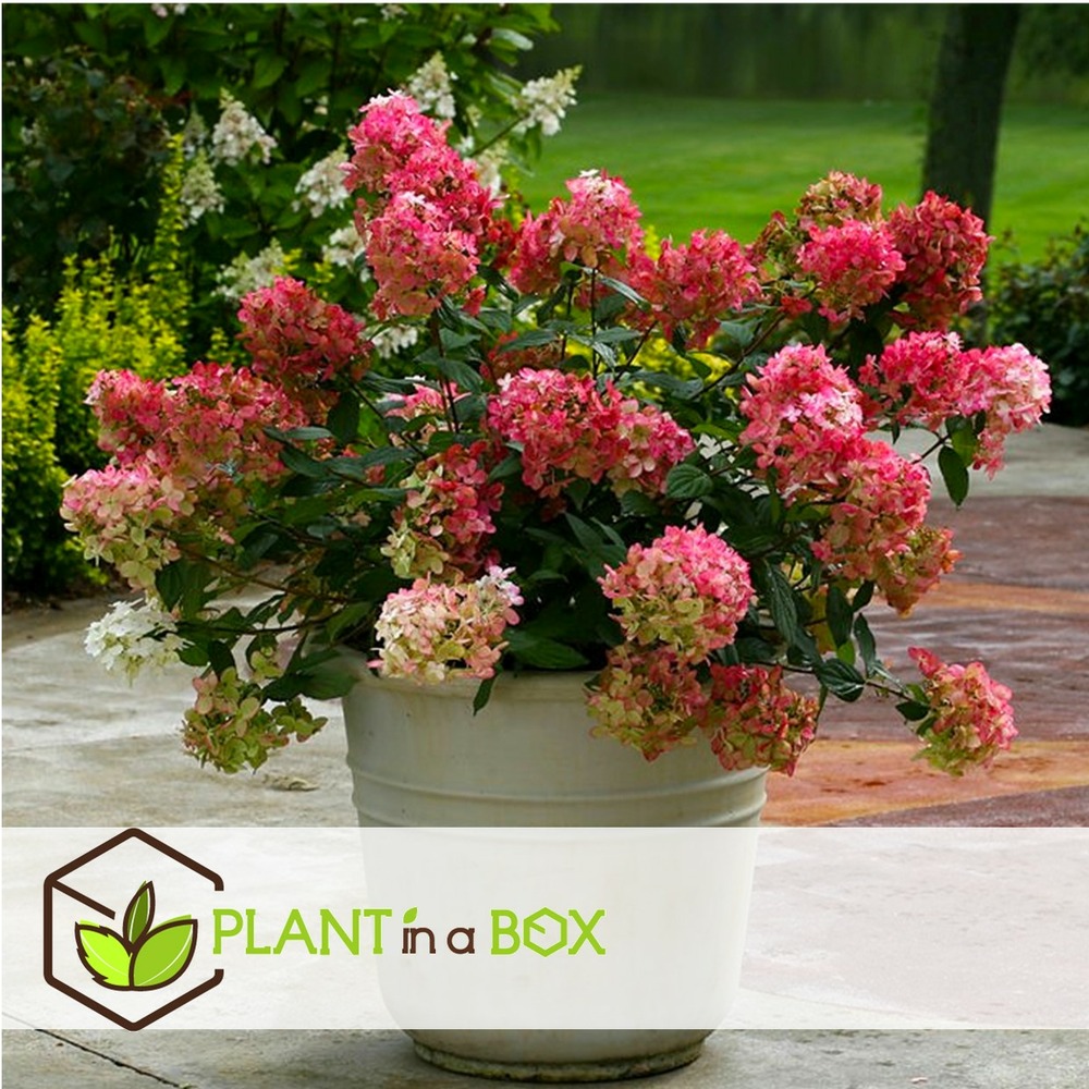 Hortensia paniculata wim's red - hortensia - x2 - pot 19cm - hauteur 25-40cm