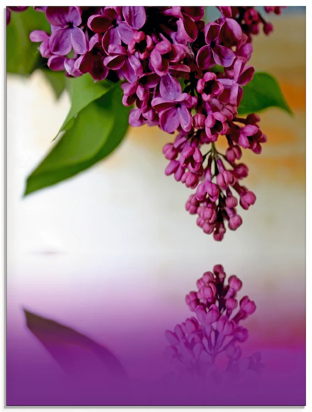 Artland Glasbild »Flieder« Blumen 1 Stk. tlg. in verschiedenen Grössen