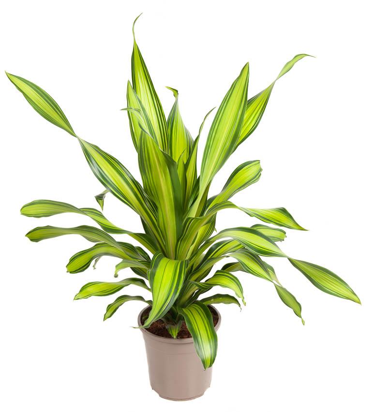 Plante d'intérieur - dracaena 'charley' 90.0cm