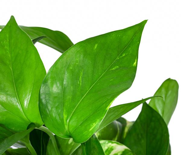 Efeutute - Epipremnum aureum, Hydrokultur