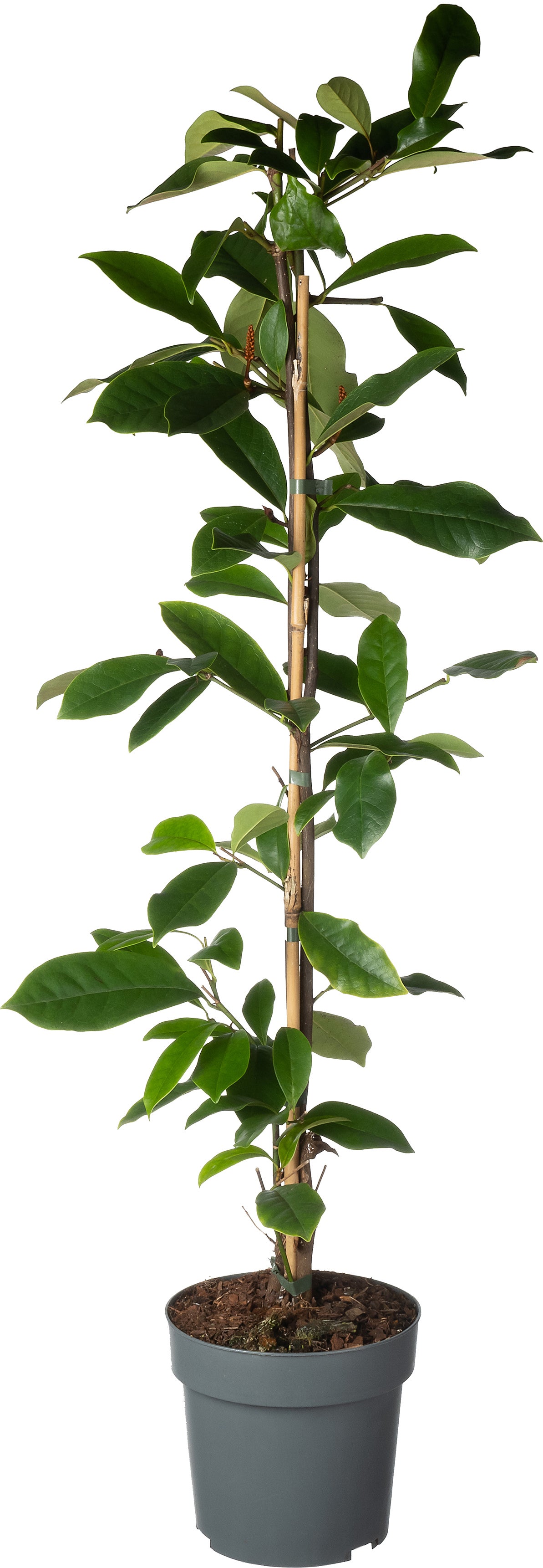 Bananenstruik (Michelia 'Fairy Magnolia Cream'®) D 19 H 60 cm