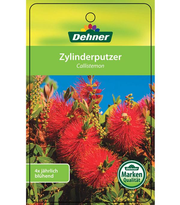 Zylinderputzer, Busch