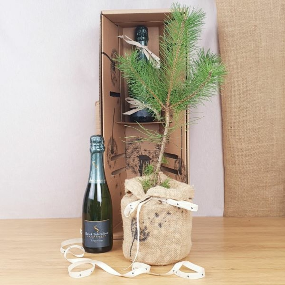 Coffret d'un pin sylvestre avec une bouteille de champagne bio