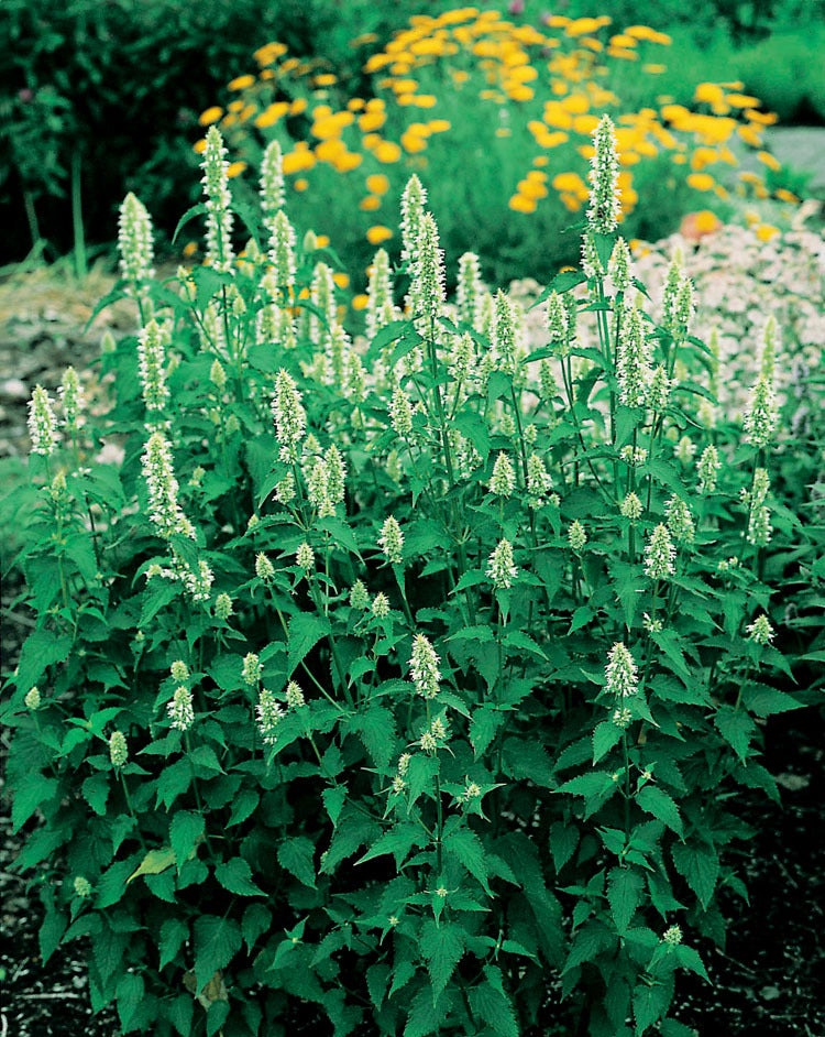 Dropplant (Agastache Rugosa 'Alabaster') D 11 H 20 cm