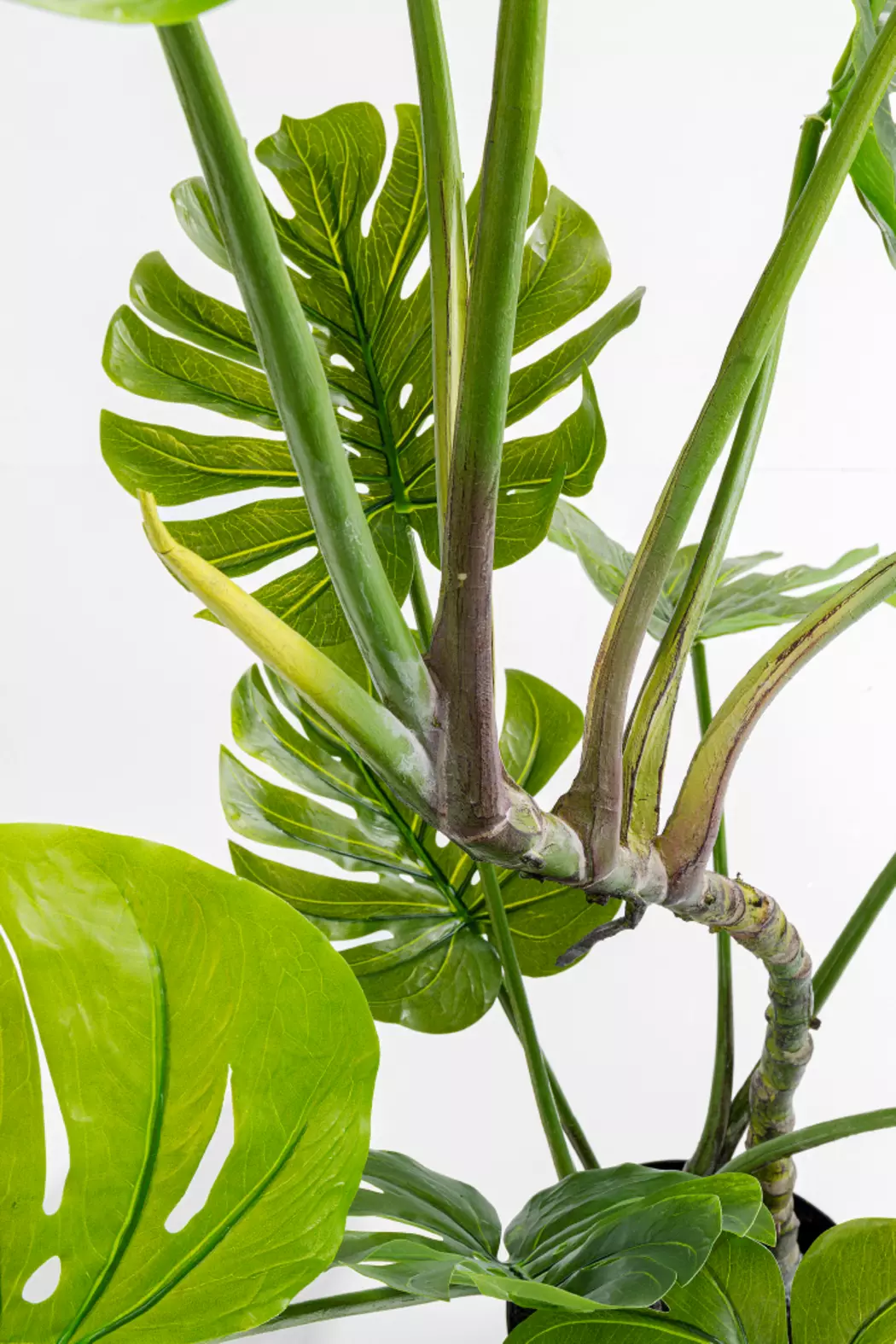 Deko Pflanze 51683 Monstera