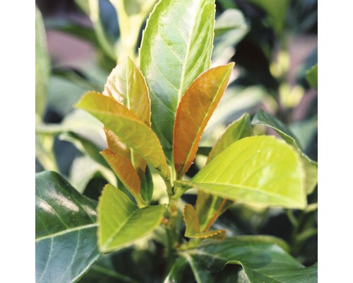 Laurierkers, laurierkers FloraSelf Prunus laurocerasus 'Etna'® H 80-100 cm Co 15 L