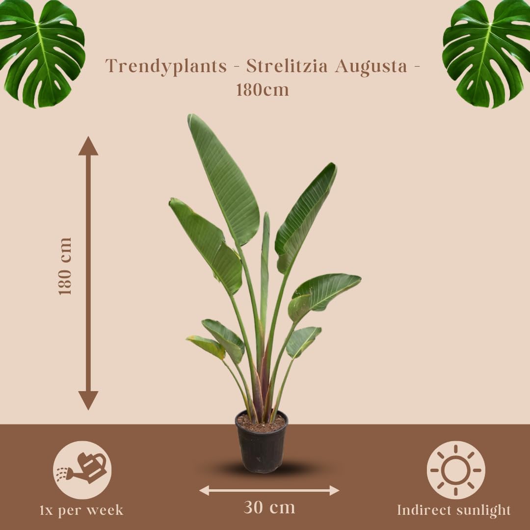 Trendyplants - Strelitzia Augusta - Paradiesvogelblume - Zimmerpflanze - Höhe 170-190 cm - Topfgröße Ø30cm