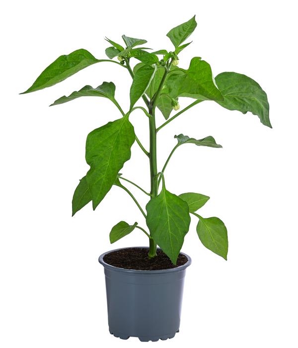 Blockpaprika, orange