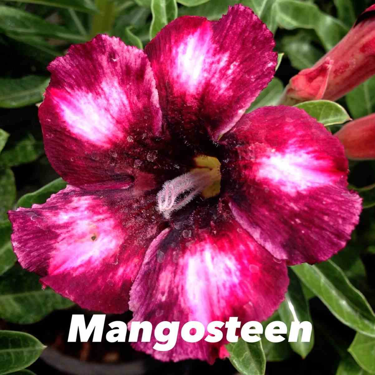 Adenium obesum cv.mongo steen rouge - taille caudex d'environ 150g